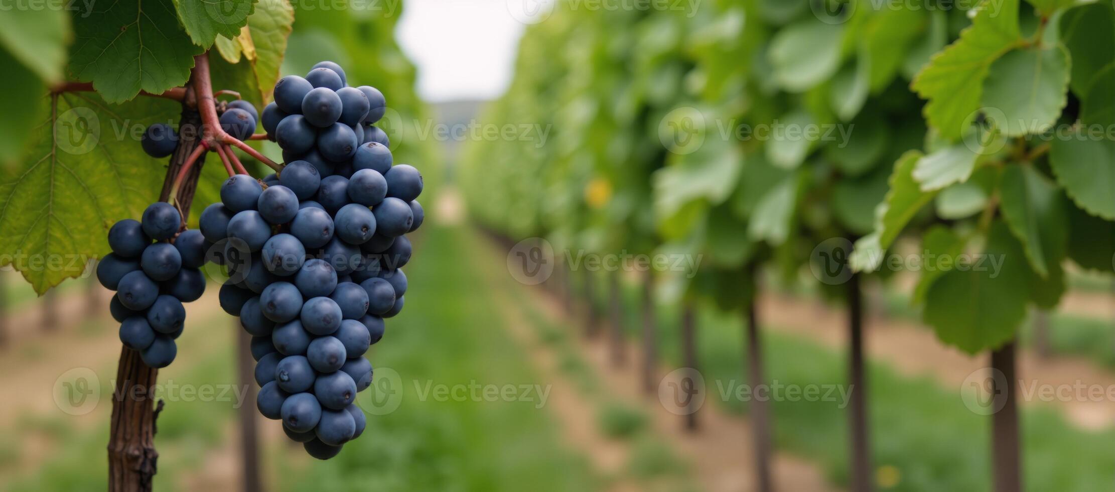 Closeup image of ripe Cabernet Franc grape clusters on a vine in horizontal format with blurred leafy backdrop and room for text placement photo