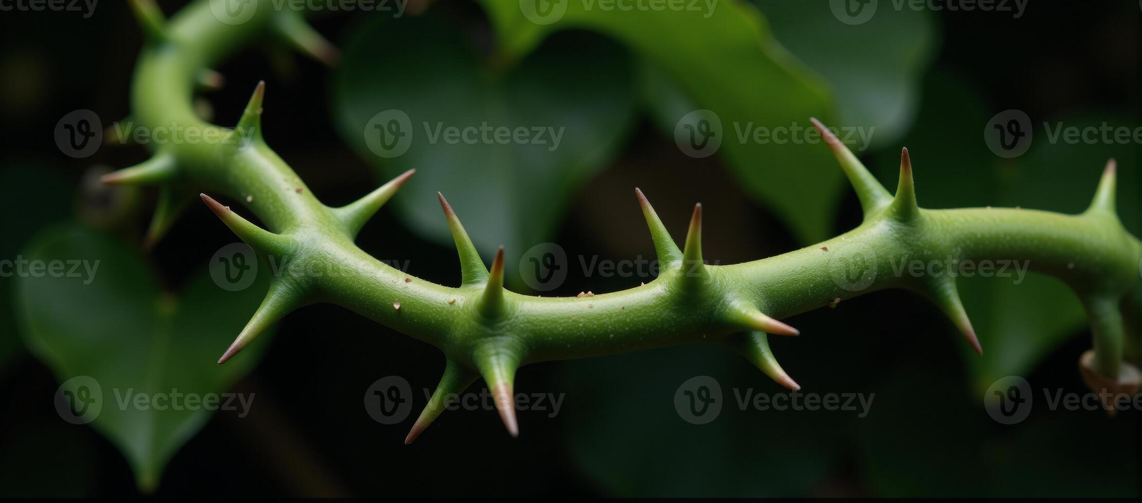 Twisted vines adorned by sharp green thorns signify envy and suffering photo