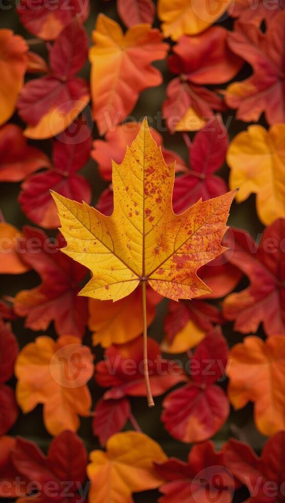 Autumn leaves create intricate patterns throughout various plant backdrops photo