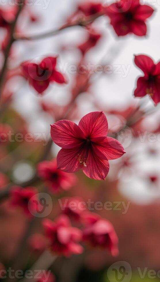 A shower of falling red blossoms embodying the vibrant spirit of spring photo