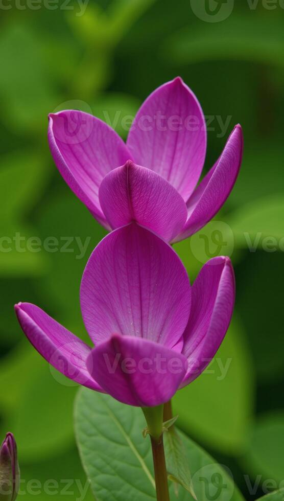 In a captivating flowerfilled garden with vivid purple blossoms and blooming plants photo