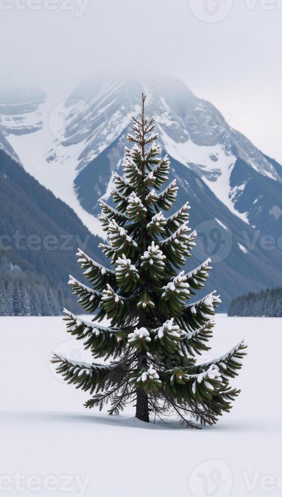 Snowdusted evergreen tree against a backdrop of misty mountains photo