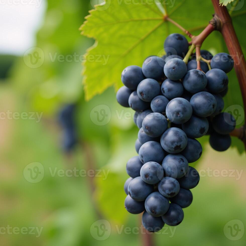 Closeup image of ripe Cabernet Franc grape clusters on a vine in horizontal format with blurred leafy backdrop and room for text placement photo