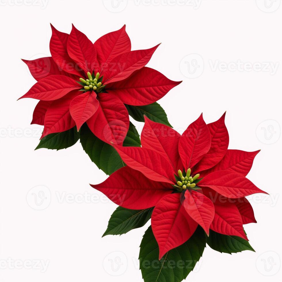 Two isolated beautiful red poinsettias set against a holidaythemed backdrop Christmas Flowers photo