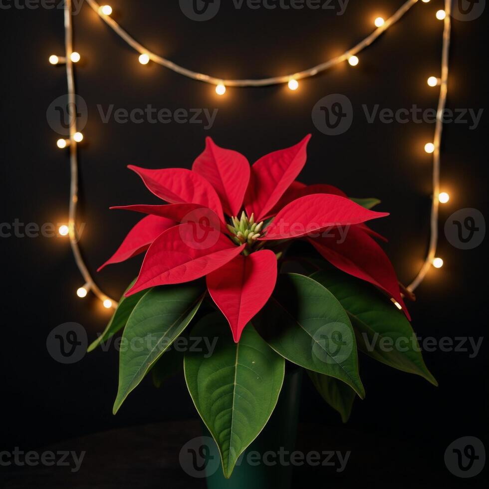 A Christmas starthemed poinsettia adorned with a twinkling garland against a dark backdrop photo