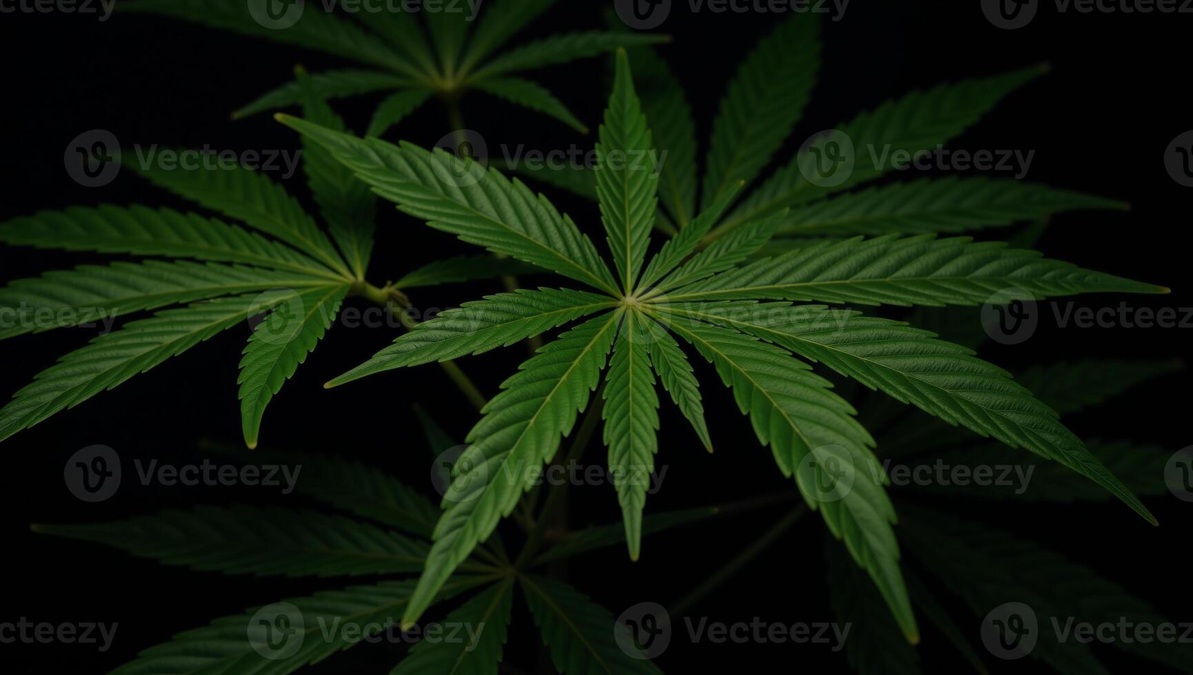 Illustration showcases cannabis leaves against a dark backdrop using advanced digital technology photo