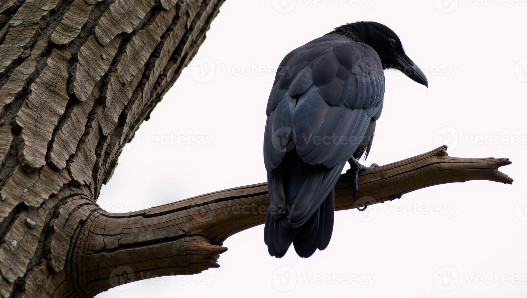 A raven perched atop a tree branch photo