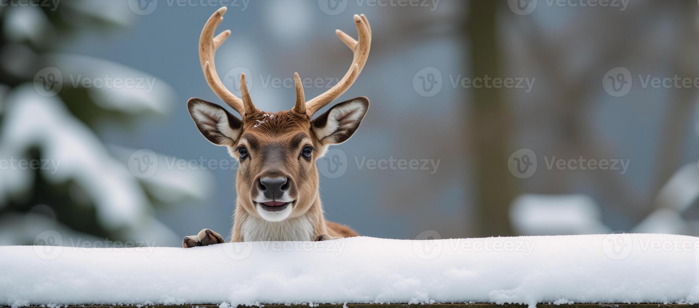 A funny reindeer pokes its head from a snowy wall photo