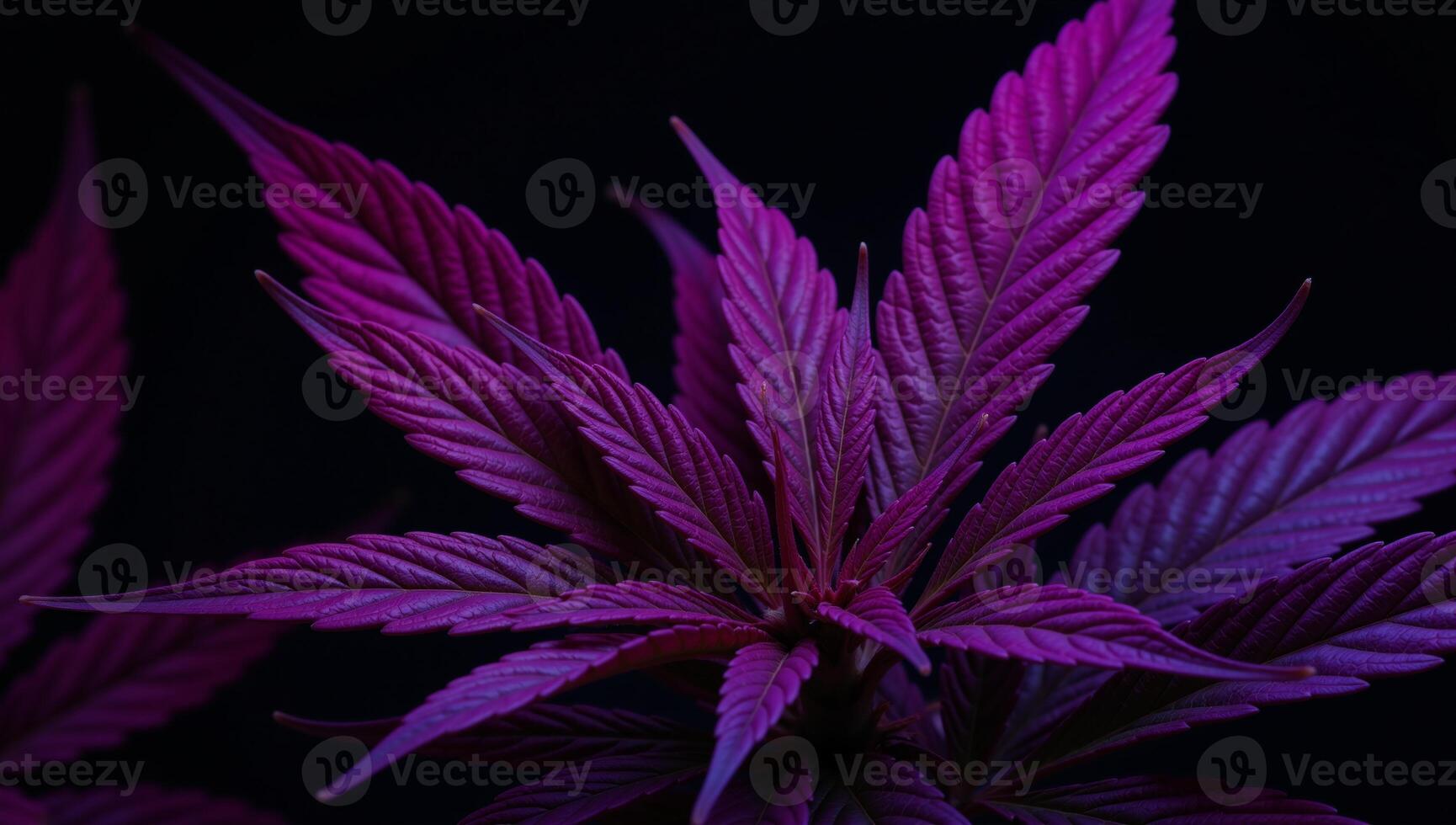 Neonframed image showcasing vibrant cannabis leaves under a purplish glow Cannabis Neon Art photo