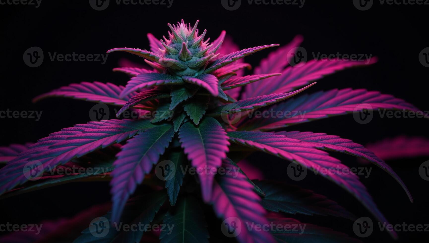 Purpletinged cannabis foliage against a black backdrop featuring one large leaf illuminated by purple light photo
