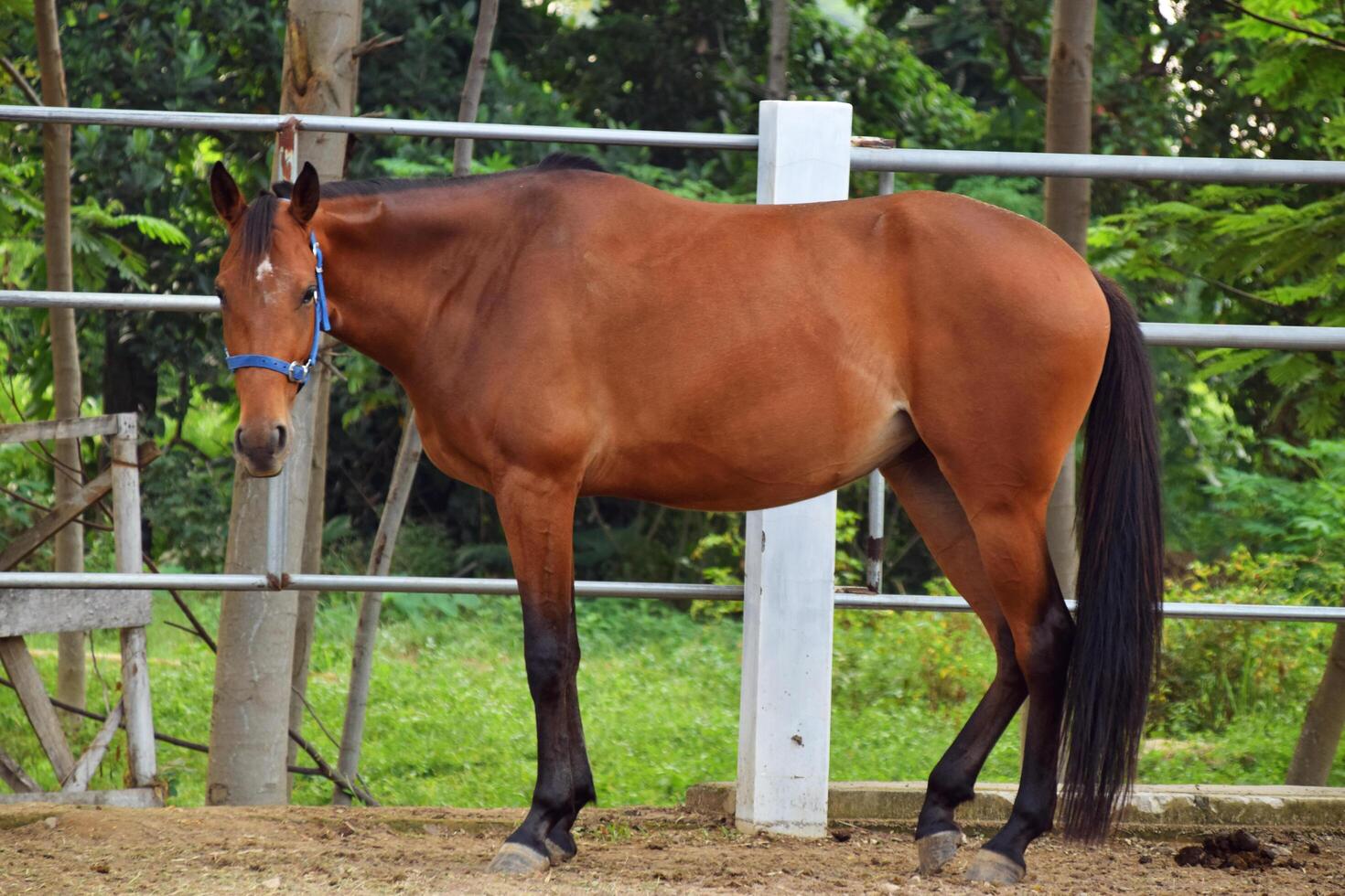 Indonesian horses with a brownish color stand in the horse stable photo