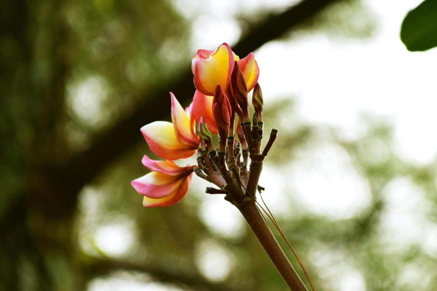 Frangipani flowers grow fresh in the garden of a resort photo