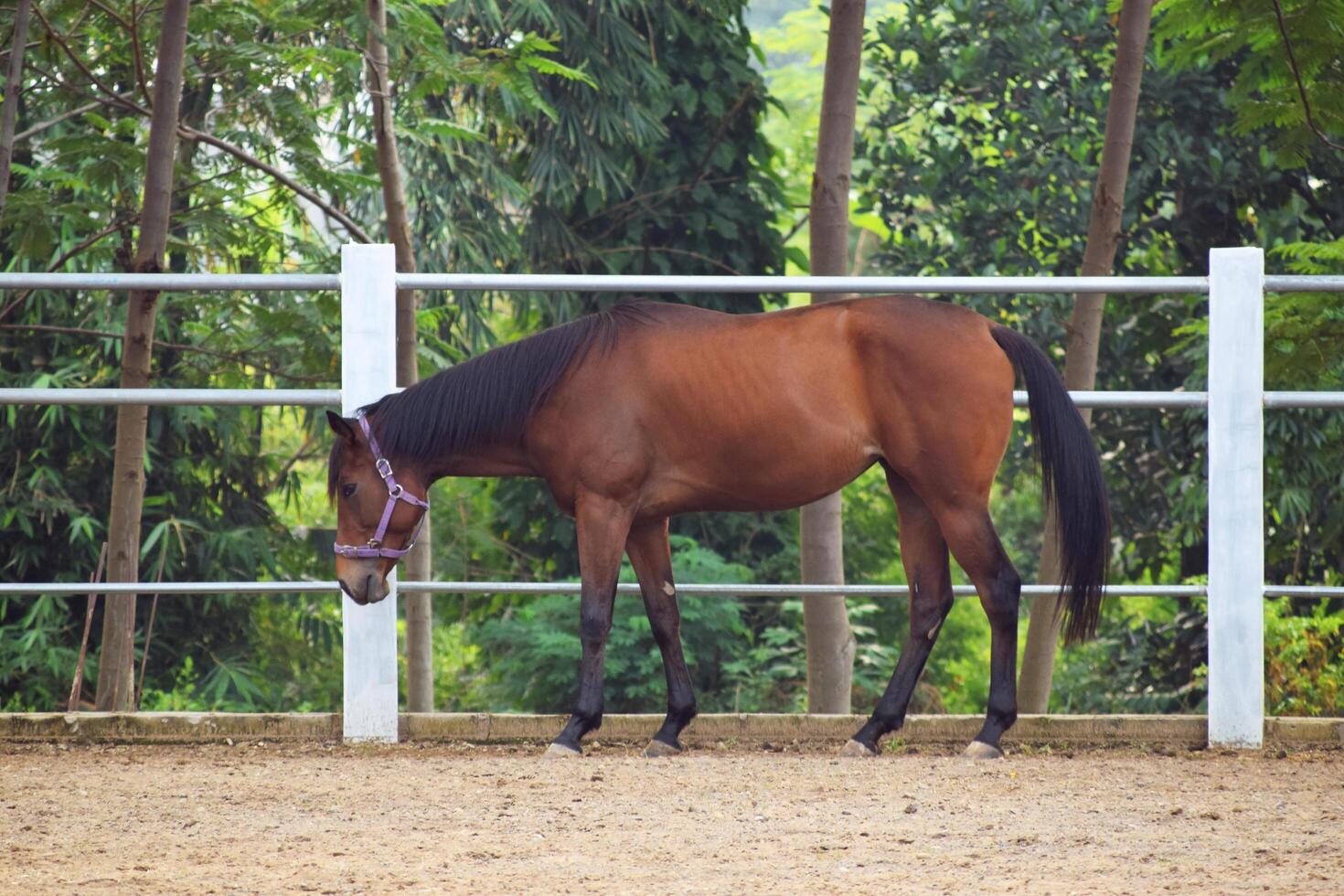 Indonesian horses with a brownish color stand in the horse stable photo