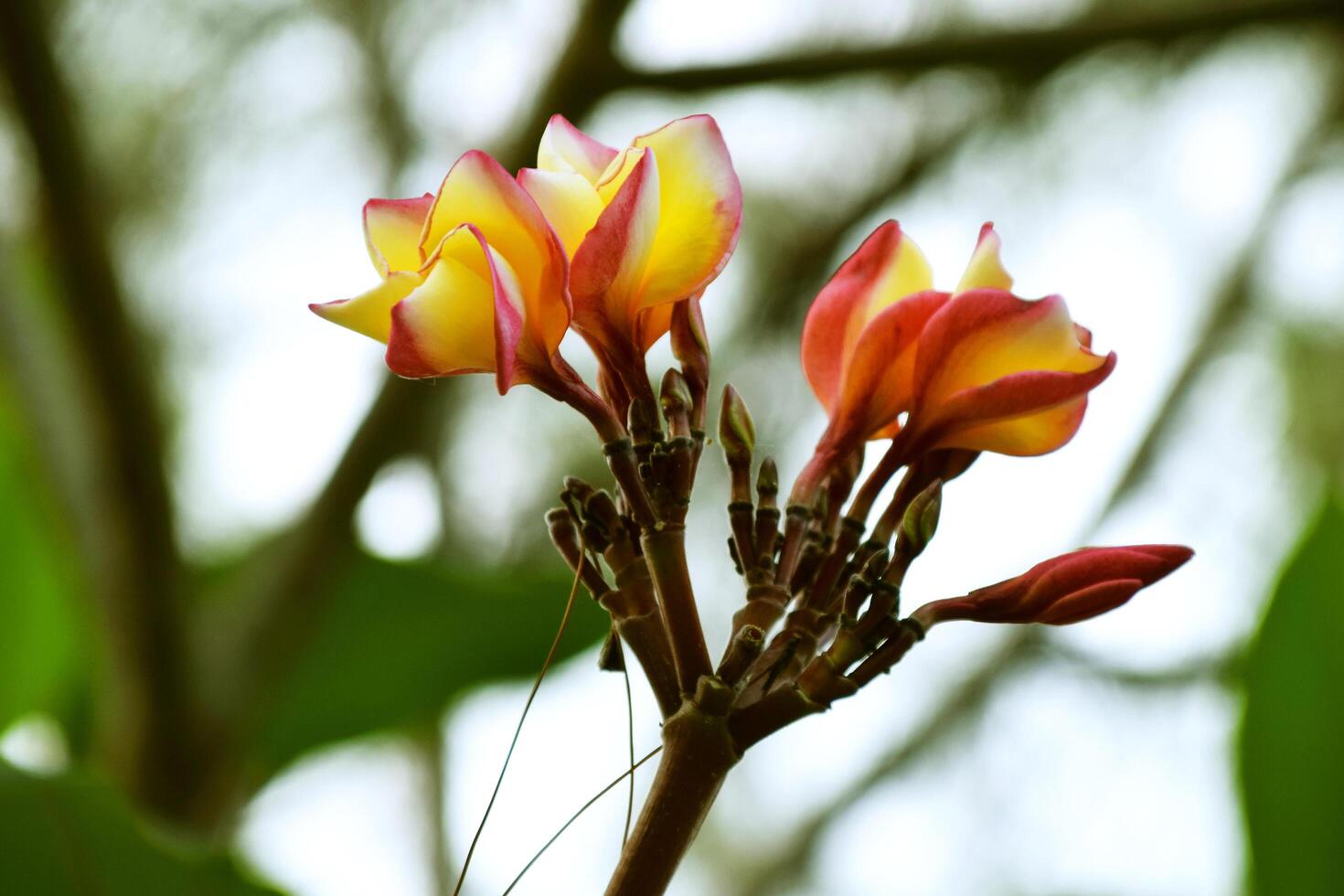 Frangipani flowers grow fresh in the garden of a resort photo