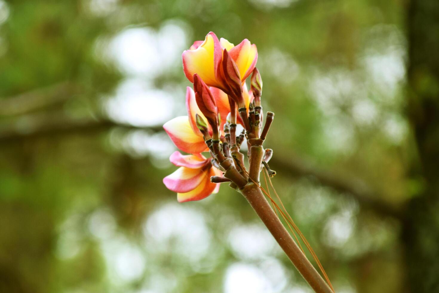 Frangipani flowers grow fresh in the garden of a resort photo