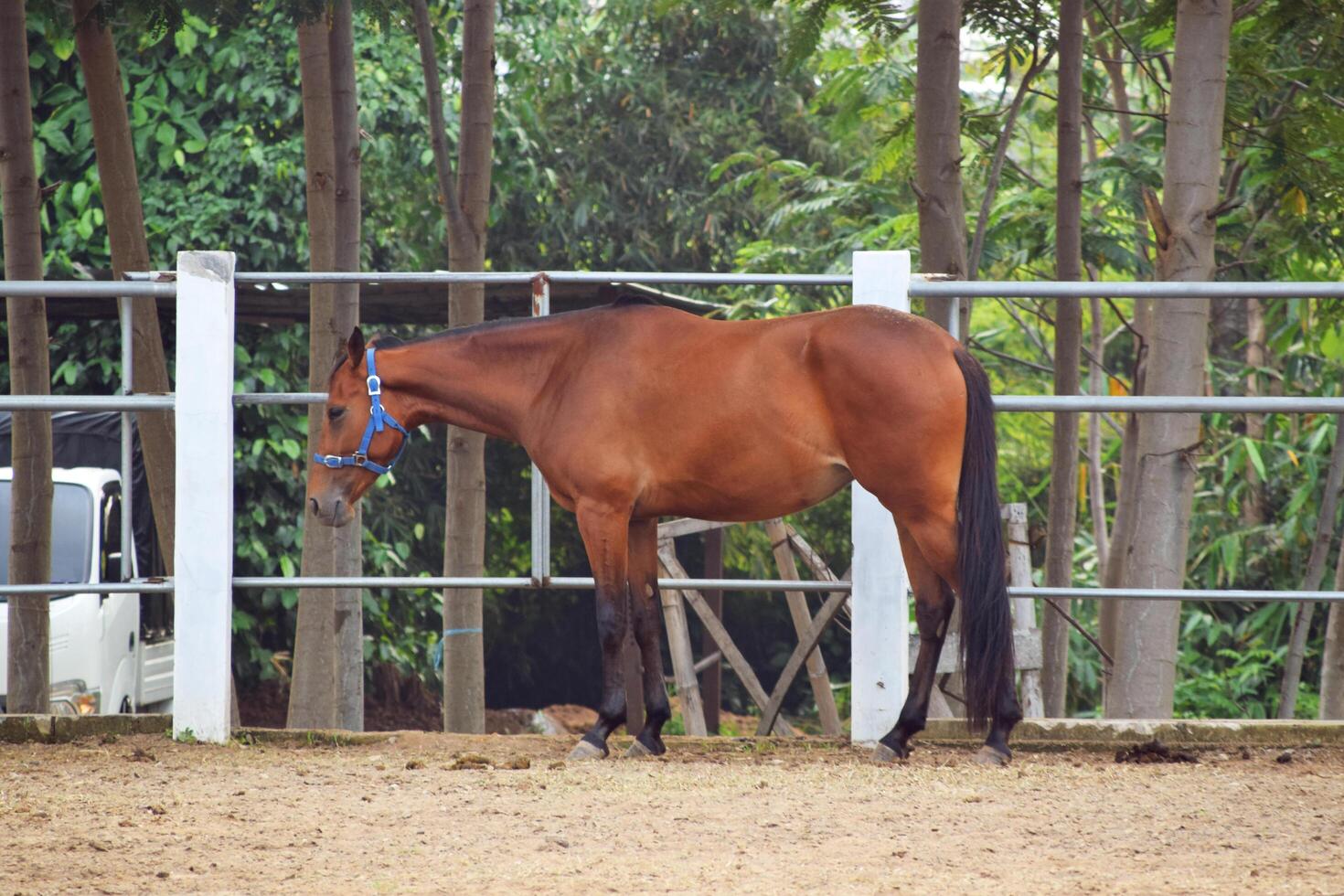 Indonesian horses with a brownish color stand in the horse stable photo