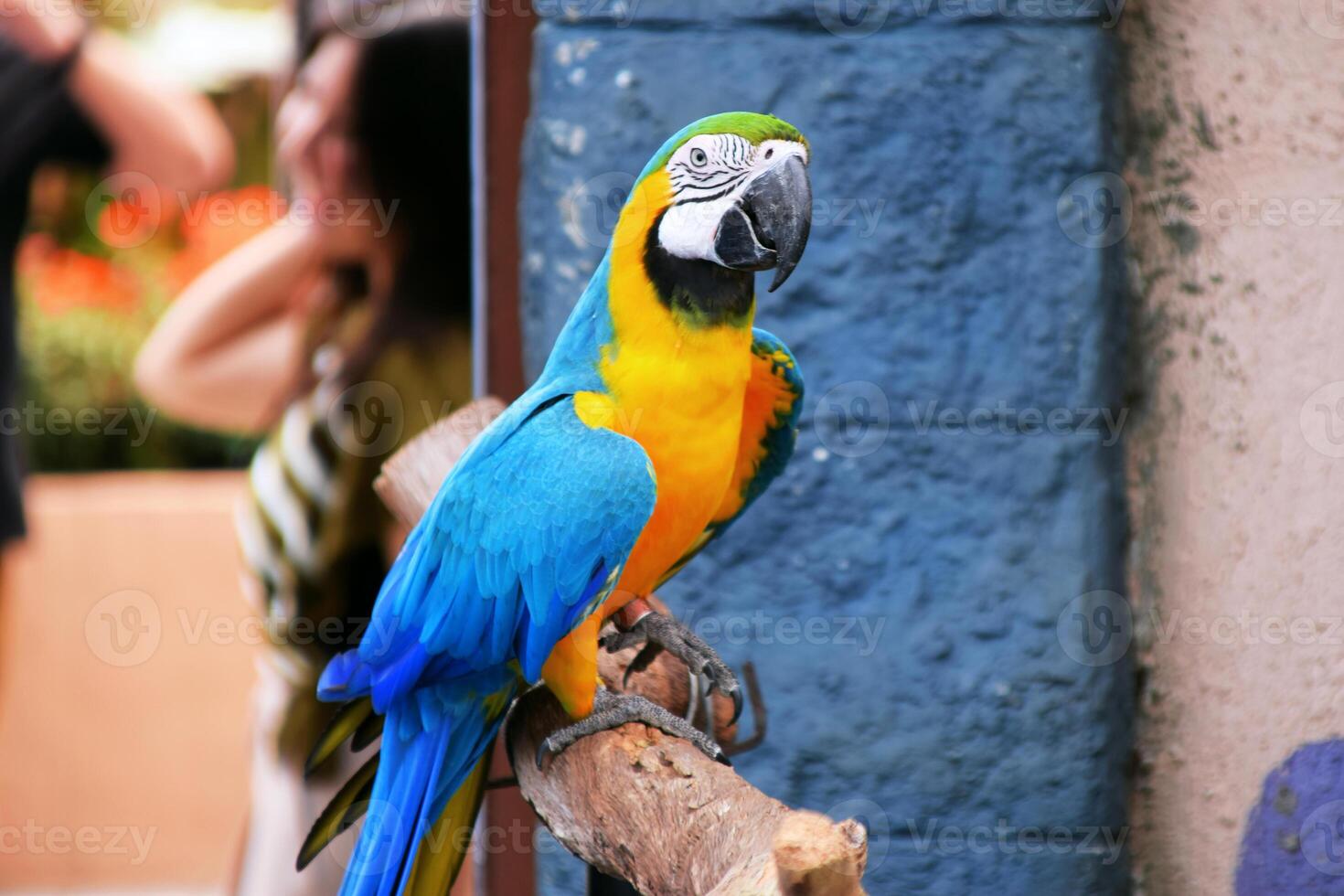 Yellow and blue feathered parrot walking on a dry tree branch at a tourist spot photo