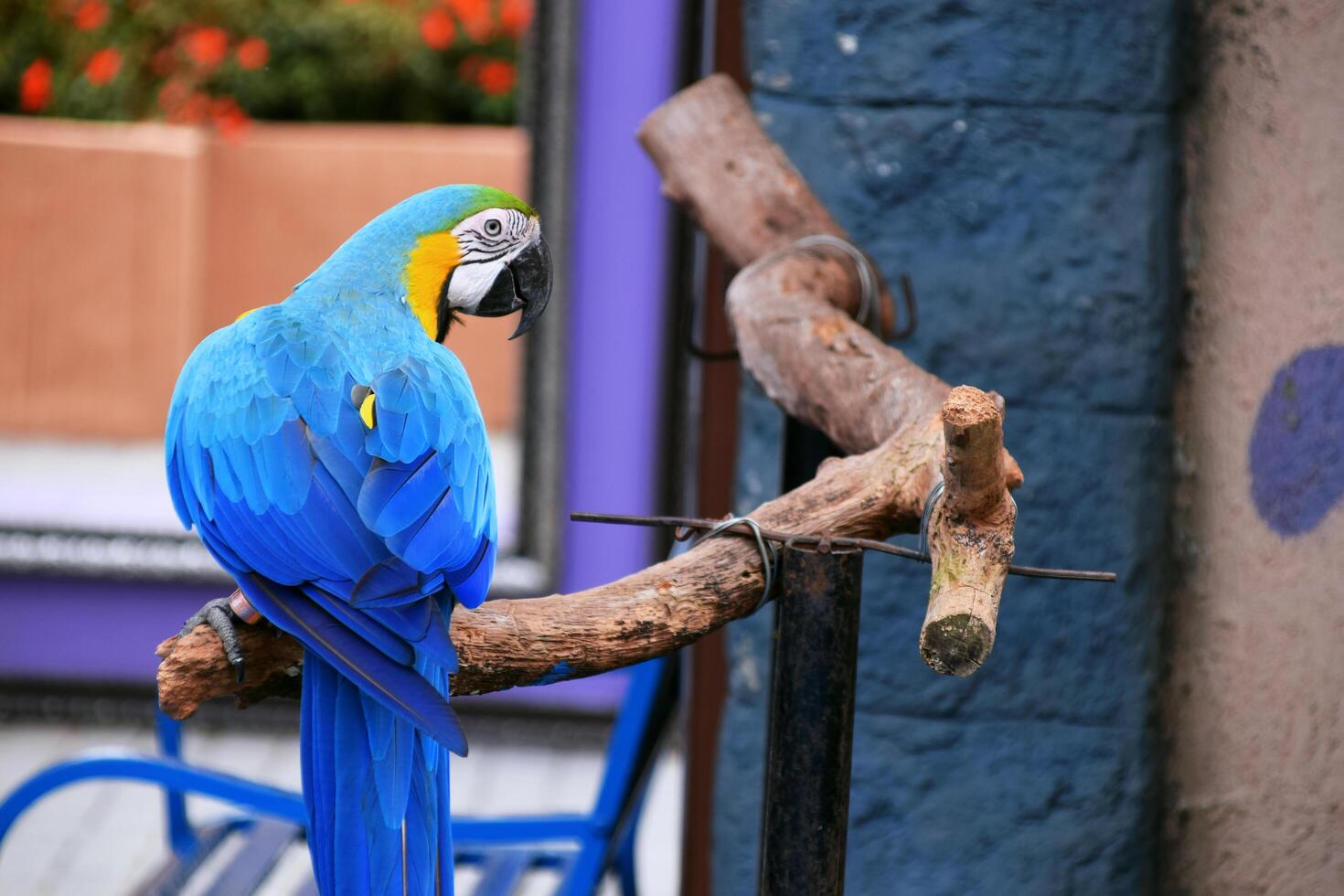 Yellow and blue feathered parrot walking on a dry tree branch at a tourist spot photo