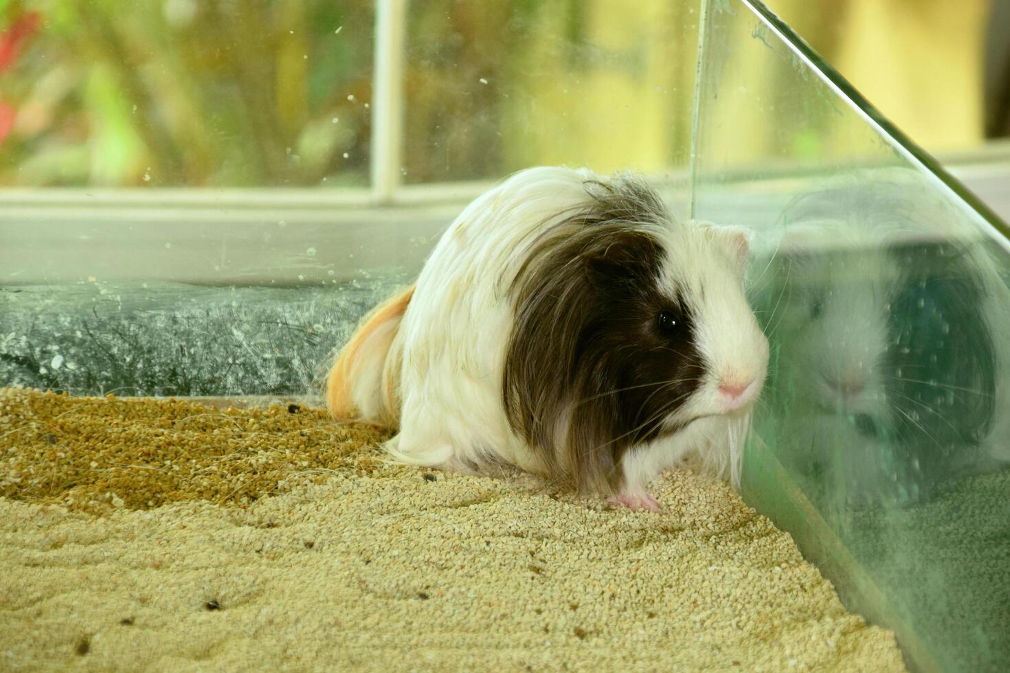 A cute white guinea pig with black stripes is in a glass cage photo
