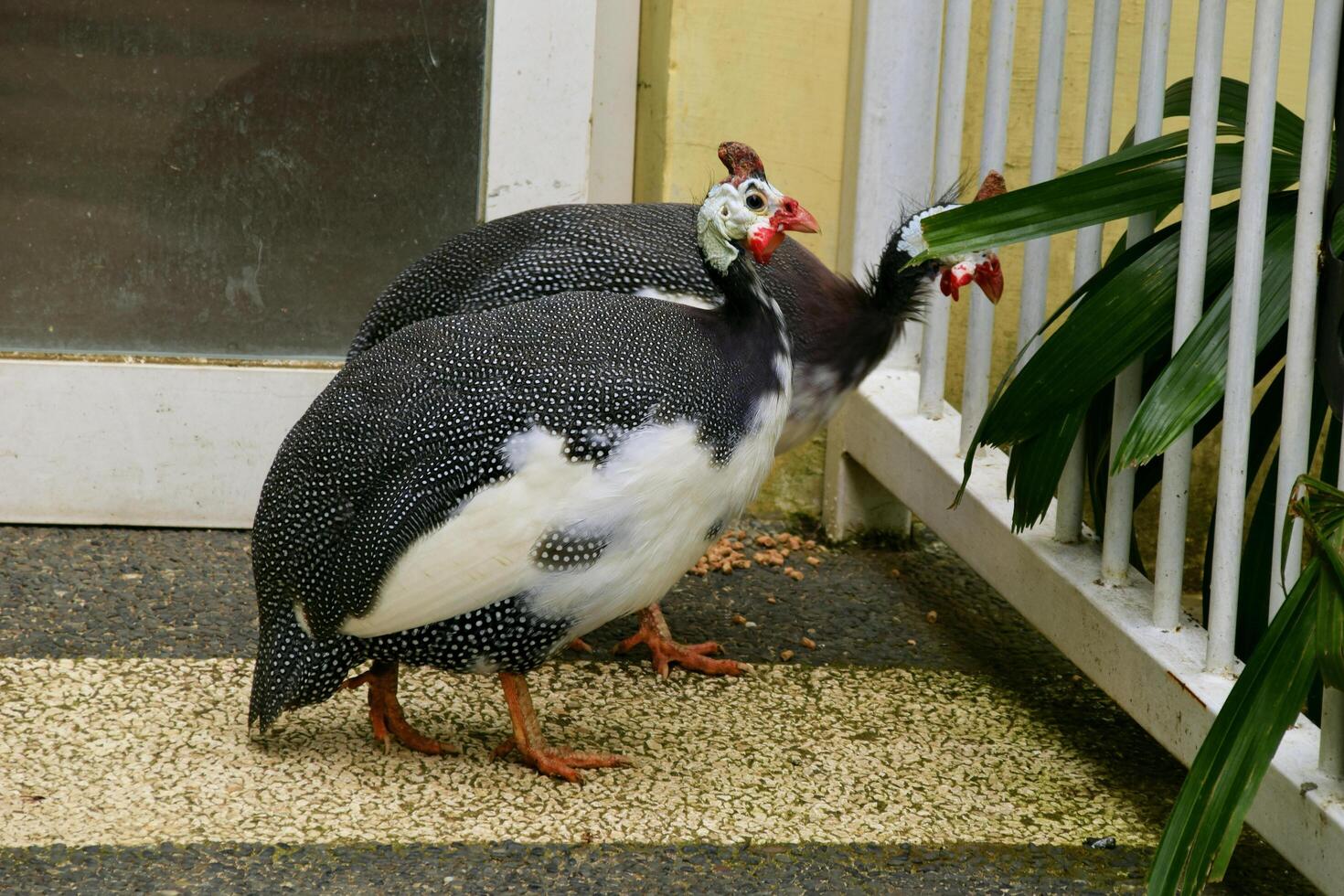 Guinea fowl walk along the aviary and look for food photo