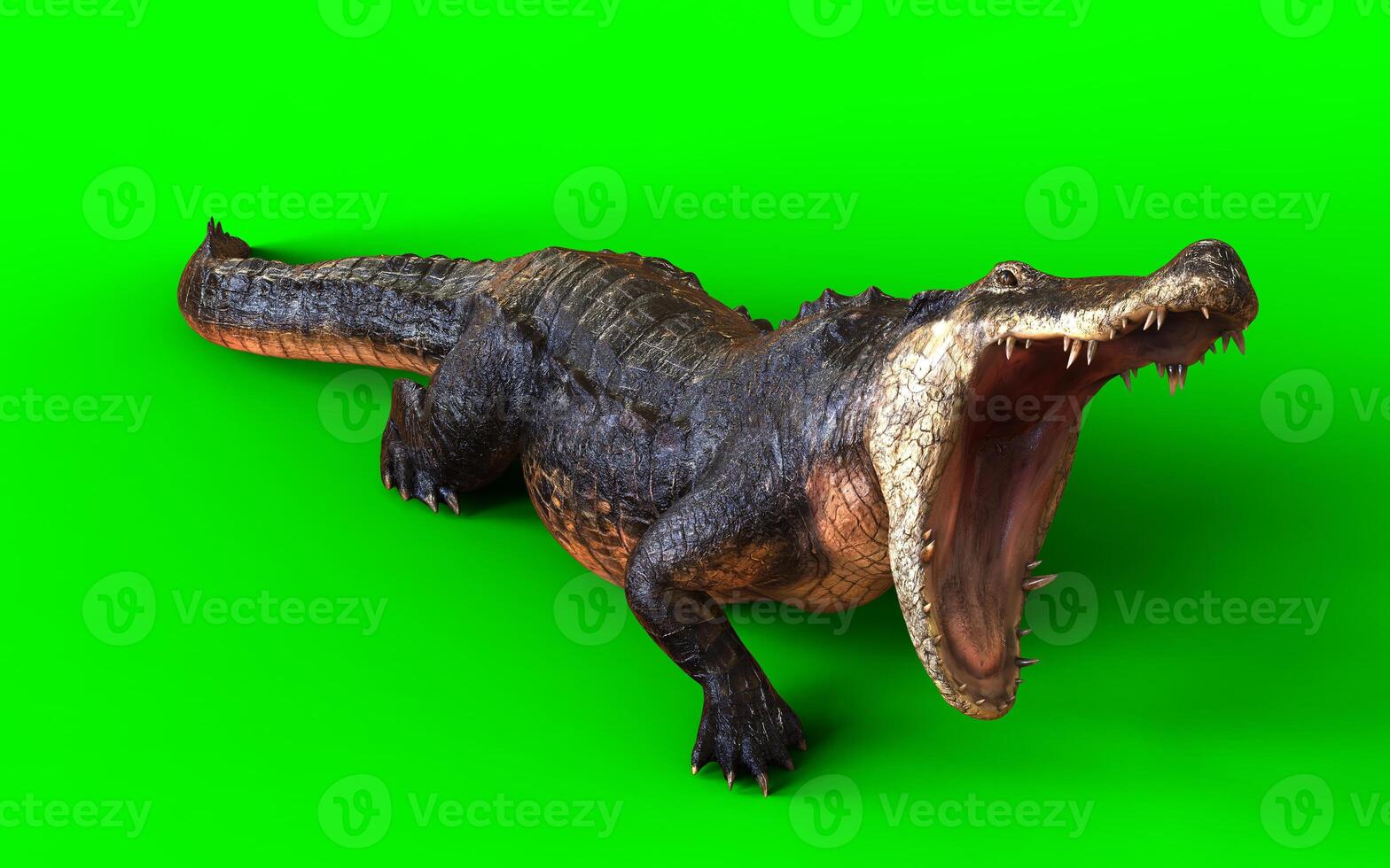 A dark American crocodile isolated on green background with clipping path. Animal Hunting Motion. photo