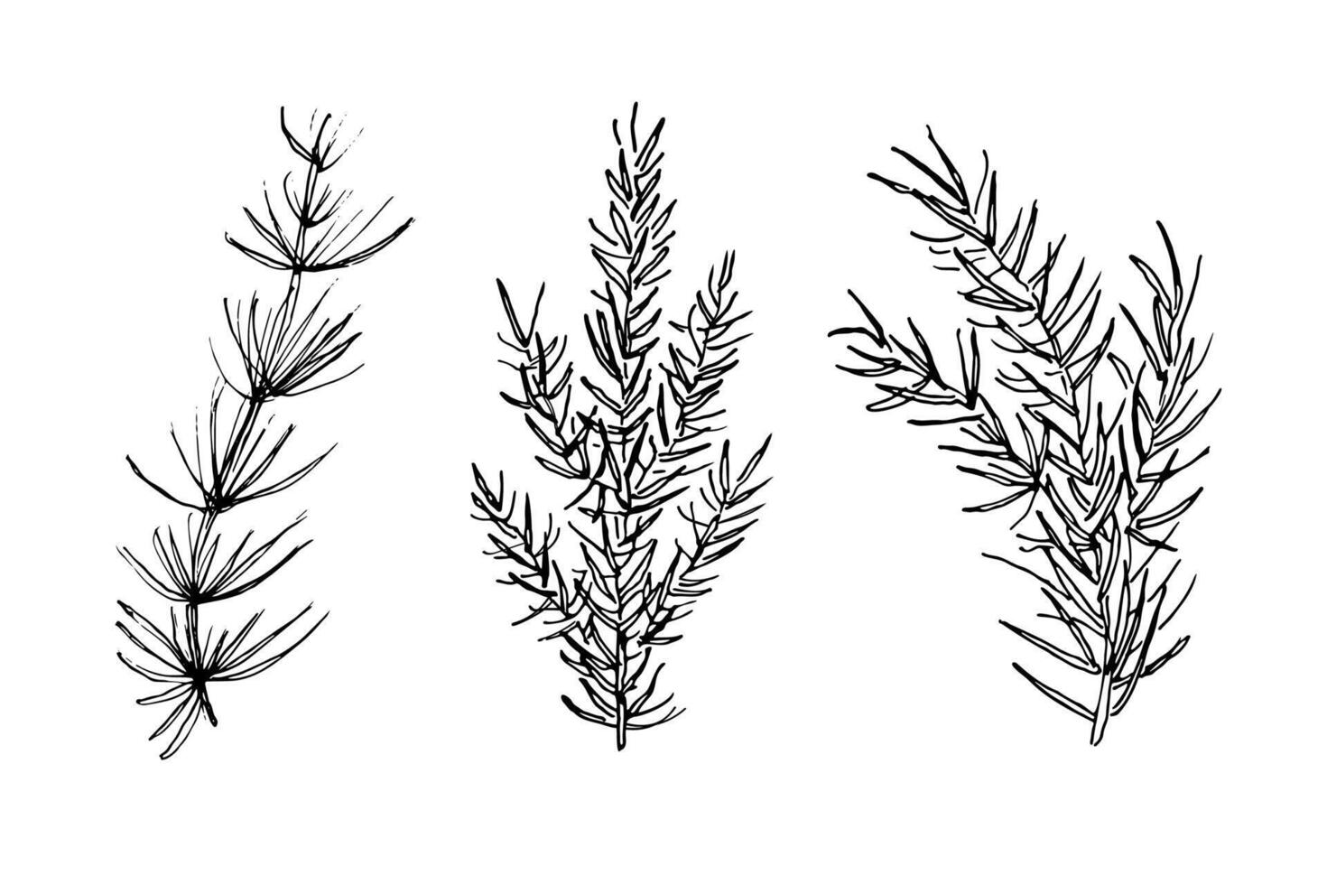 Set with coniferous branches, spruce, fir tree. Hand drawn ink festive winter plants for design. Elements for congratulations on holidays, invitations, New Year, Christmas, cards, poster, flyer vector