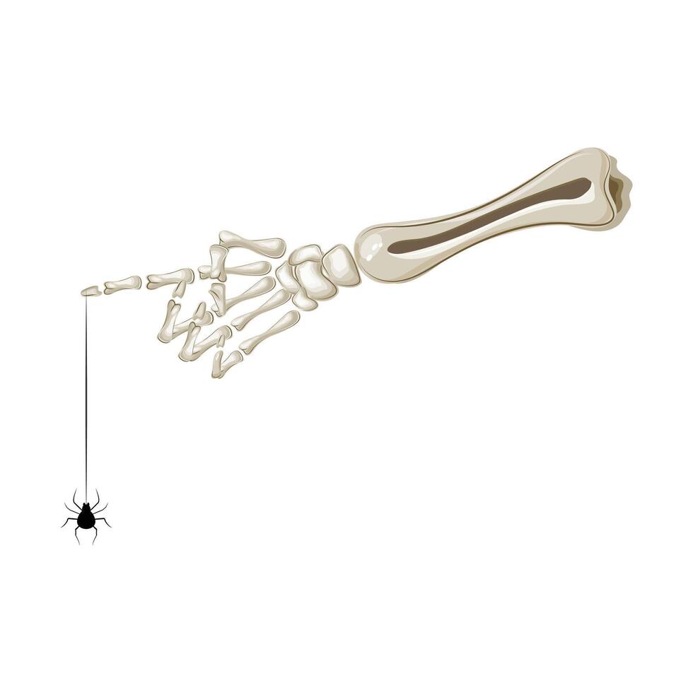 Spooky skeleton hand grasping a spider on its web, perfect for Halloween or horror designs vector