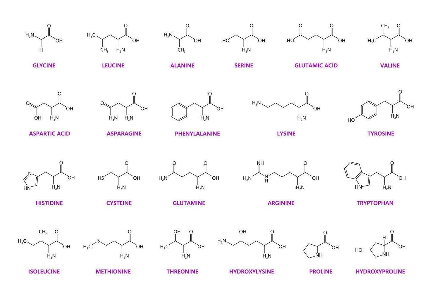 Amino acid chemical molecules and chain structures vector
