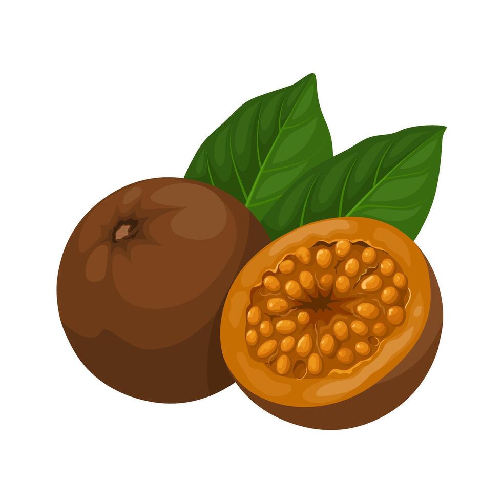 Illustration of Alibertia patinoi, commonly known as borojo, isolated on white background. vector
