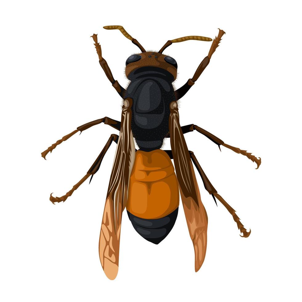 Illustration of lesser banded hornet, scientific name Vespa affinis, isolated on white background. vector