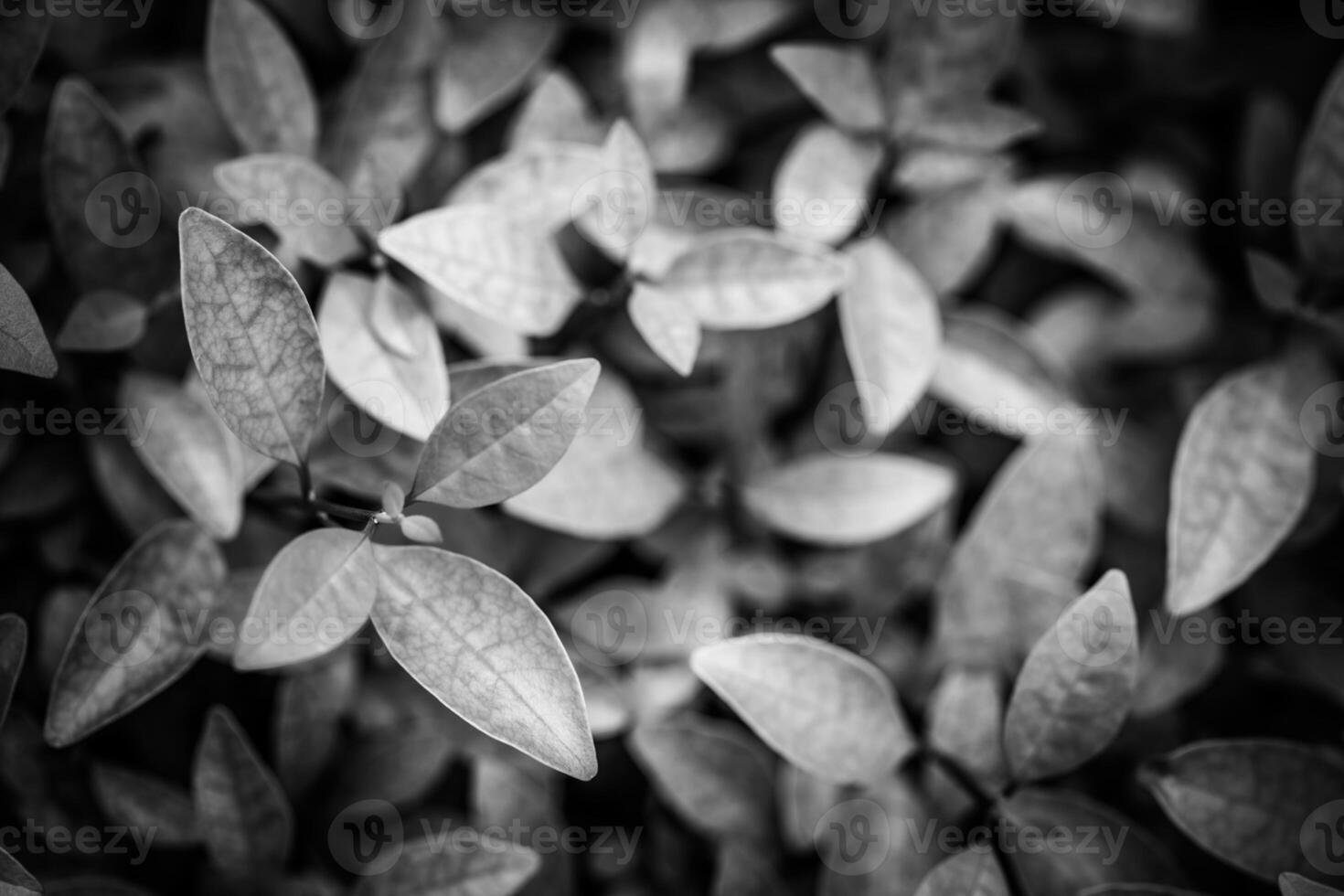 Black and white photograph of leaves on a bush photo
