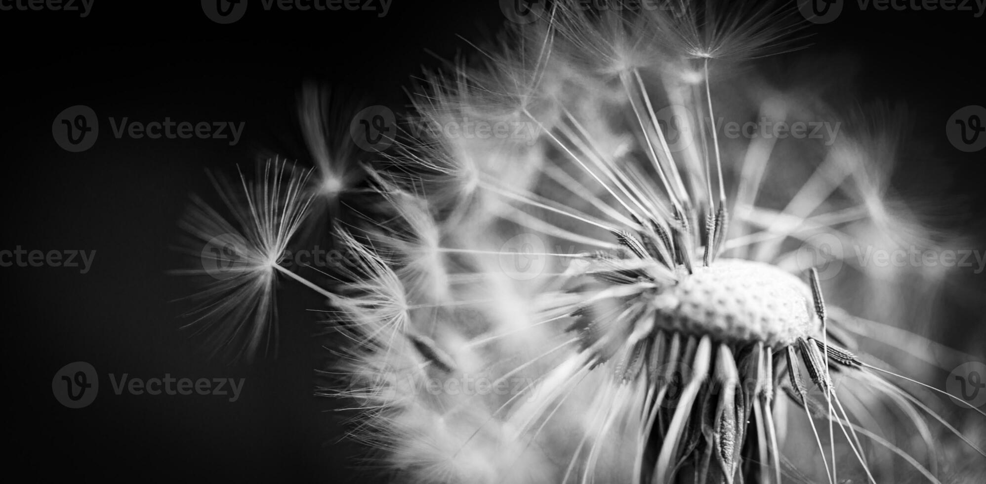 Closeup of white artistic dandelion with blurred dramatic dark background, artistic nature closeup. Spring summer meadow field banner background, soft sunlight. Freedom, inspire, peaceful and idyllic photo