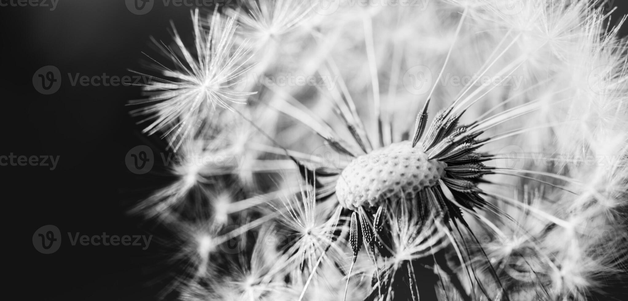 Closeup of white artistic dandelion with blurred dramatic dark background, artistic nature closeup. Spring summer meadow field banner background, soft sunlight. Freedom, inspire, peaceful and idyllic photo