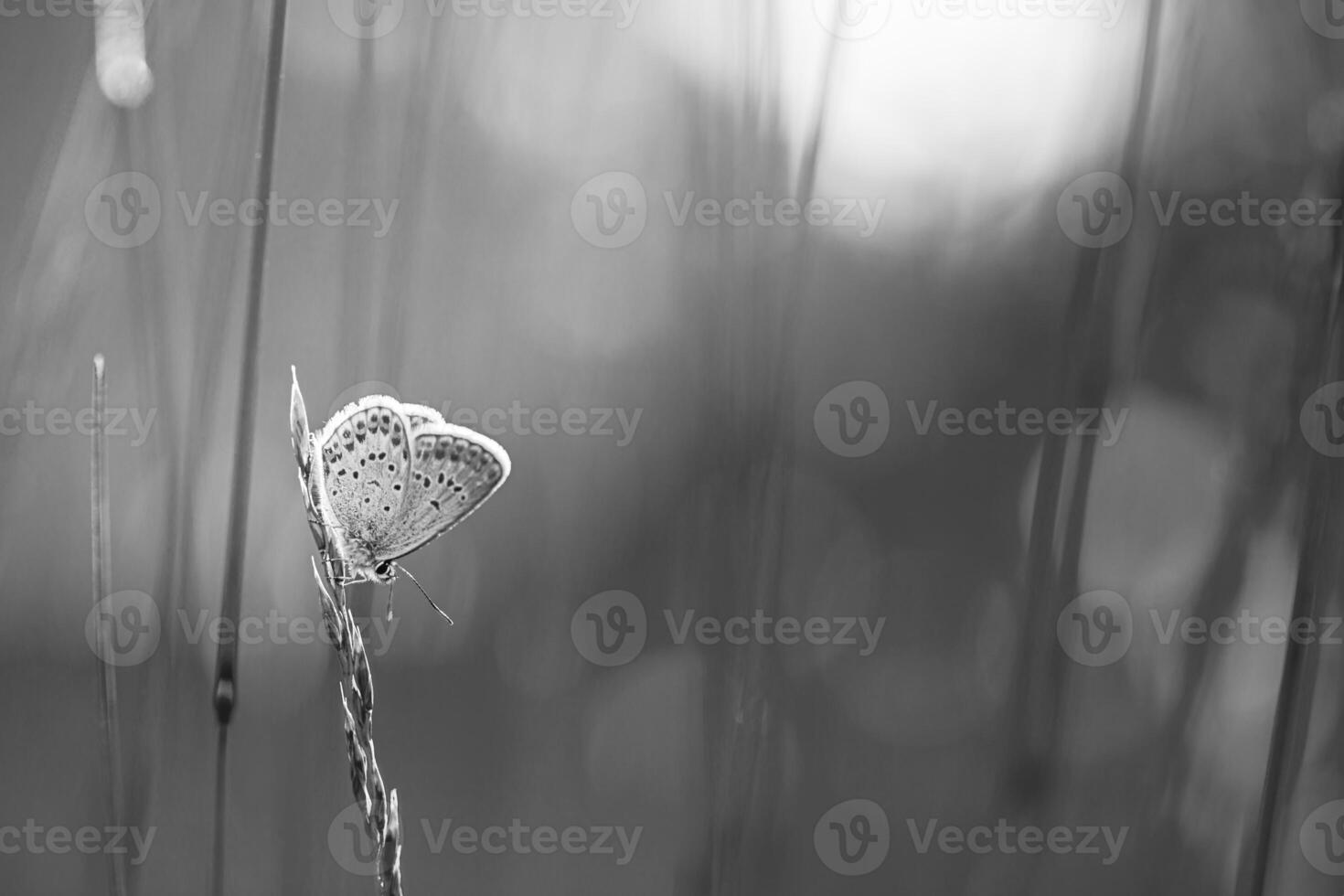 Abstract black and white nature background concept. Beautiful blurred summer meadow with bright butterfly background. Inspirational nature closeup. Outdoor natural garden macro, artistic nature photo