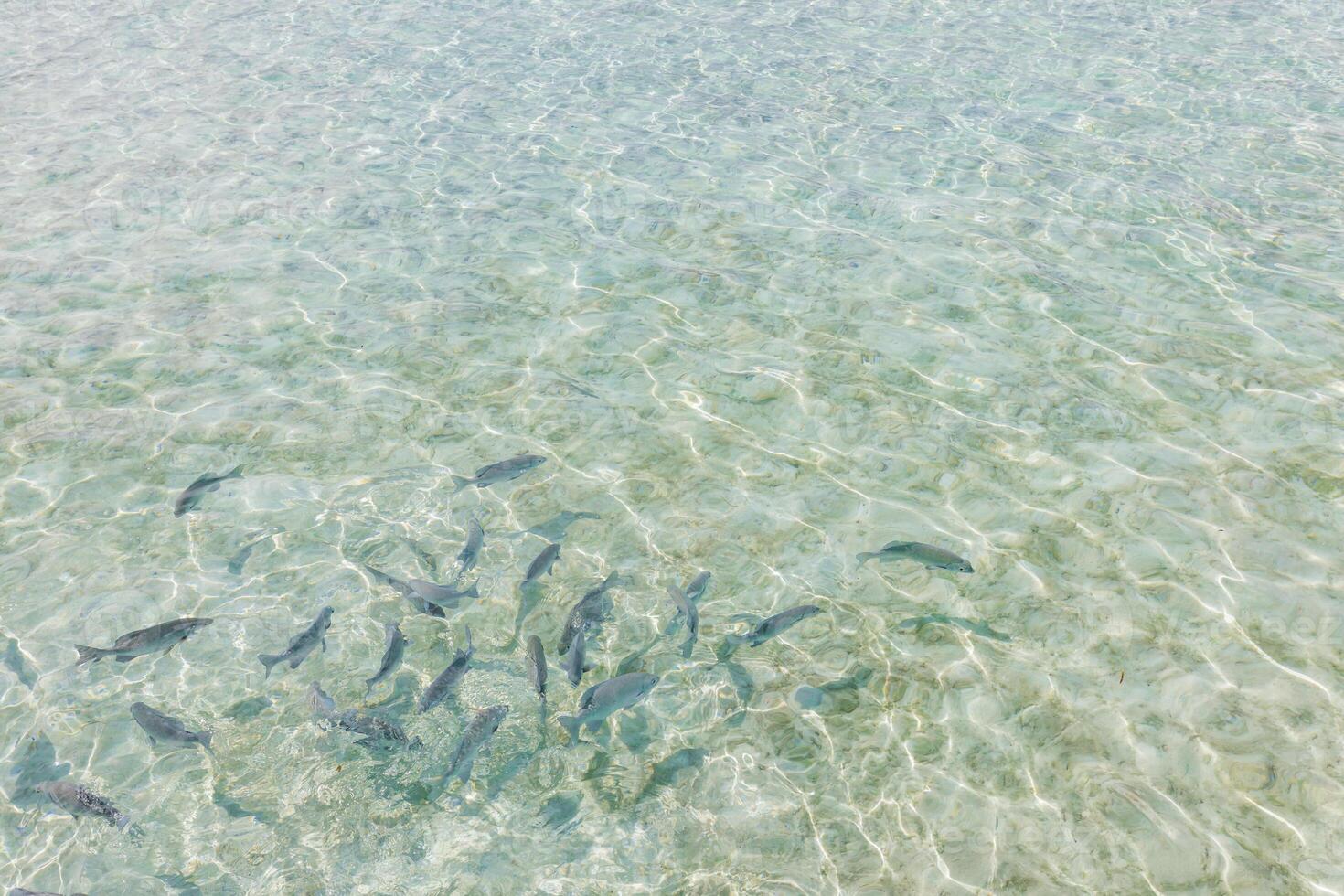 A group of fish swimming in shallow water photo