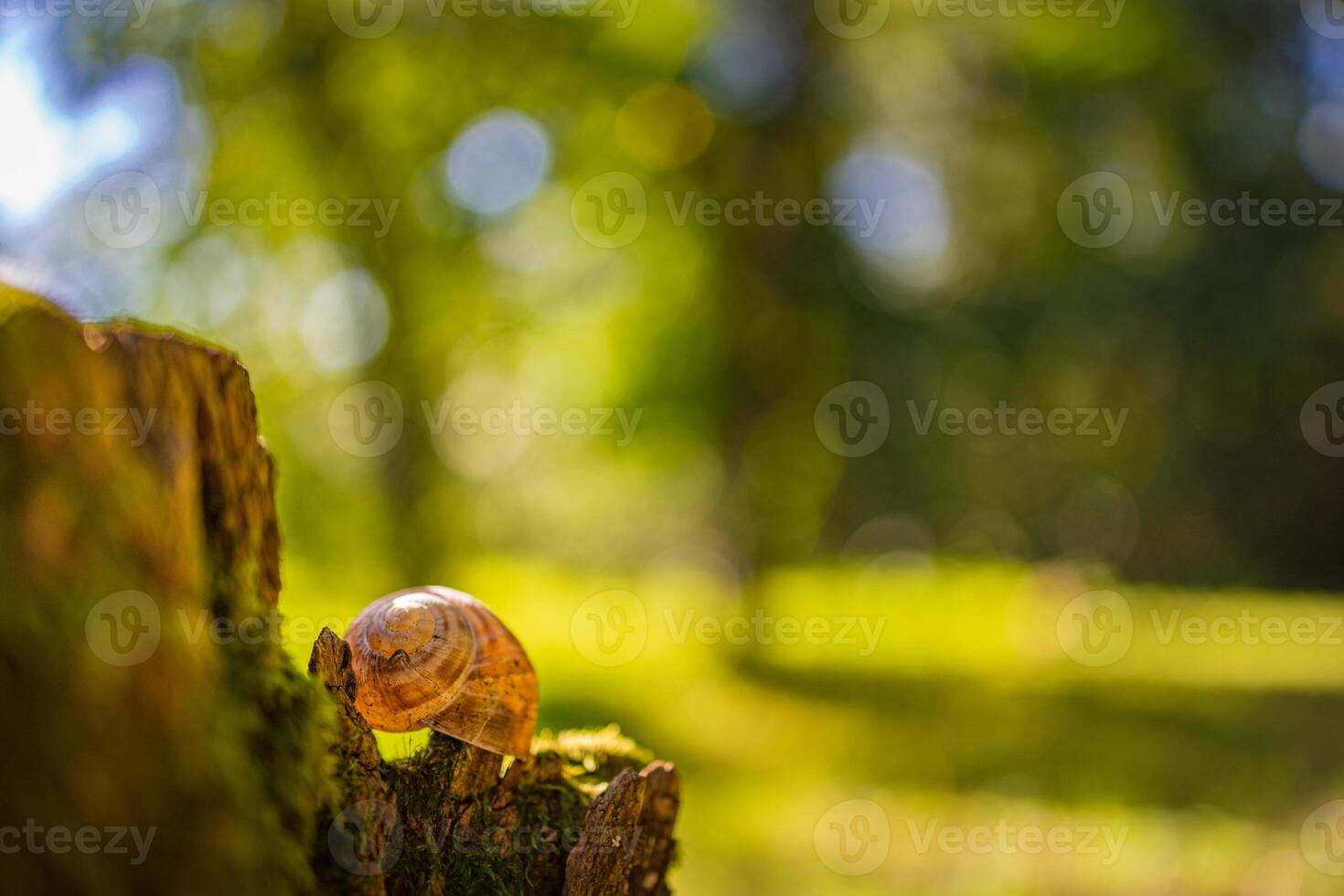 Small snail in the forest in the shell, macro photo with blurred forest field nature view. Artistic nature, sunlight, relaxing natural environment