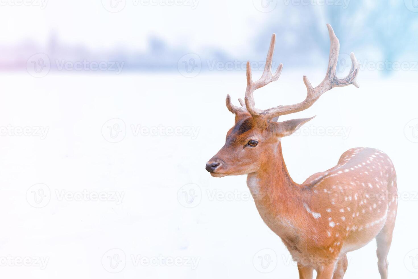 A calm deer with antlers stands in a snowy landscape during winter, copy space. photo