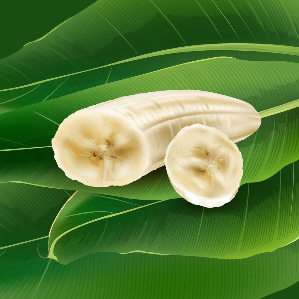 Banana slices on a background of green palm leaves. vector