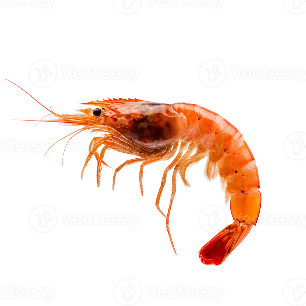 shrimp on transparent background png