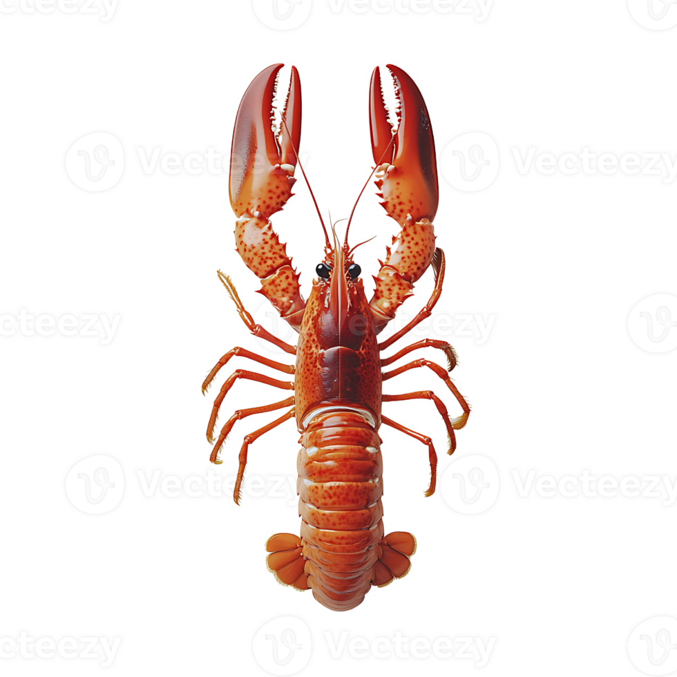 A lobster is shown png