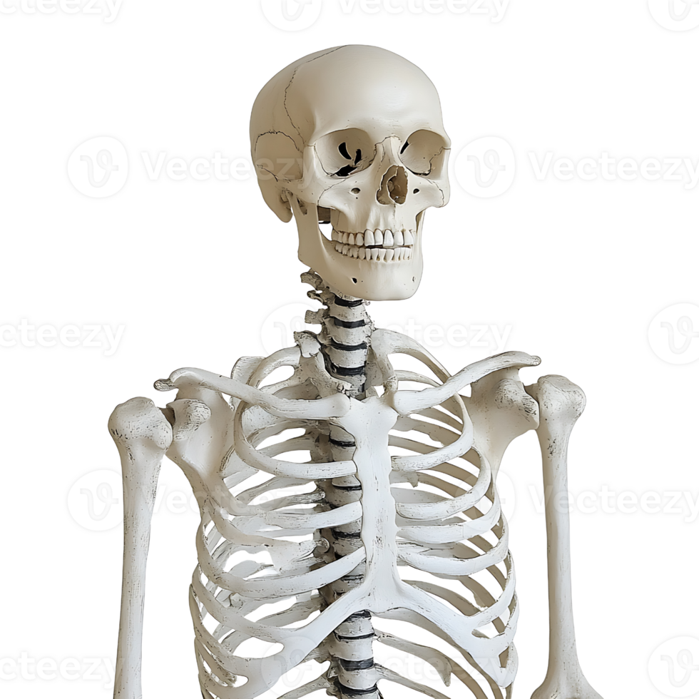 detailed human skeleton model showcasing anatomical features png
