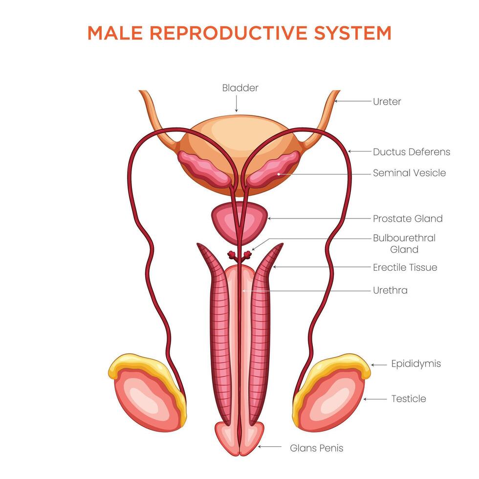 Overview of the Male Reproductive System Structure, Function, and Key Organs vector