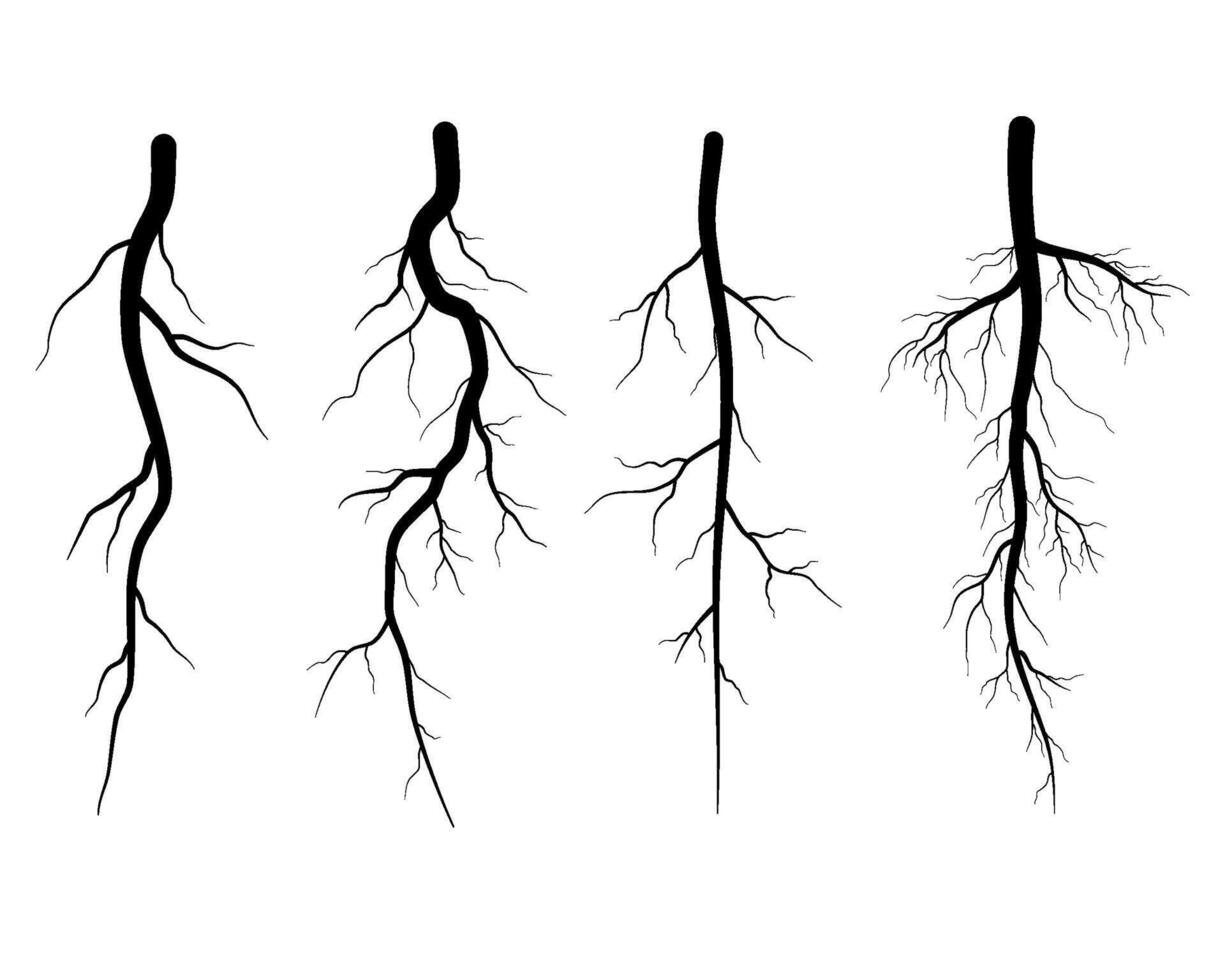 black tap tree roots collection vector