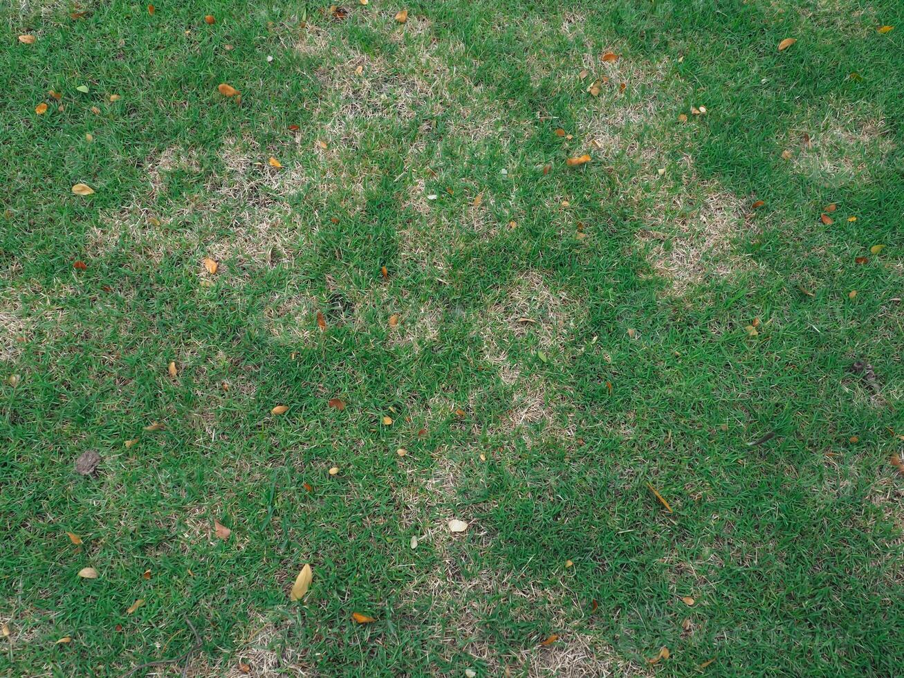Green grass texture in the rainy season at the garden photo