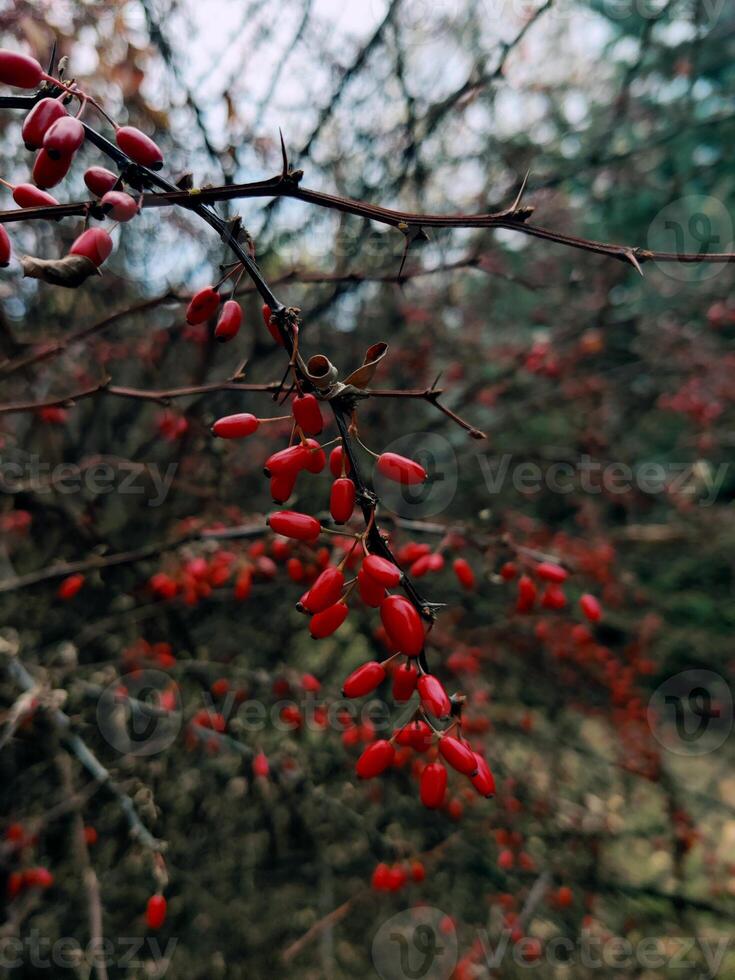 Red barberry in the forrest photo