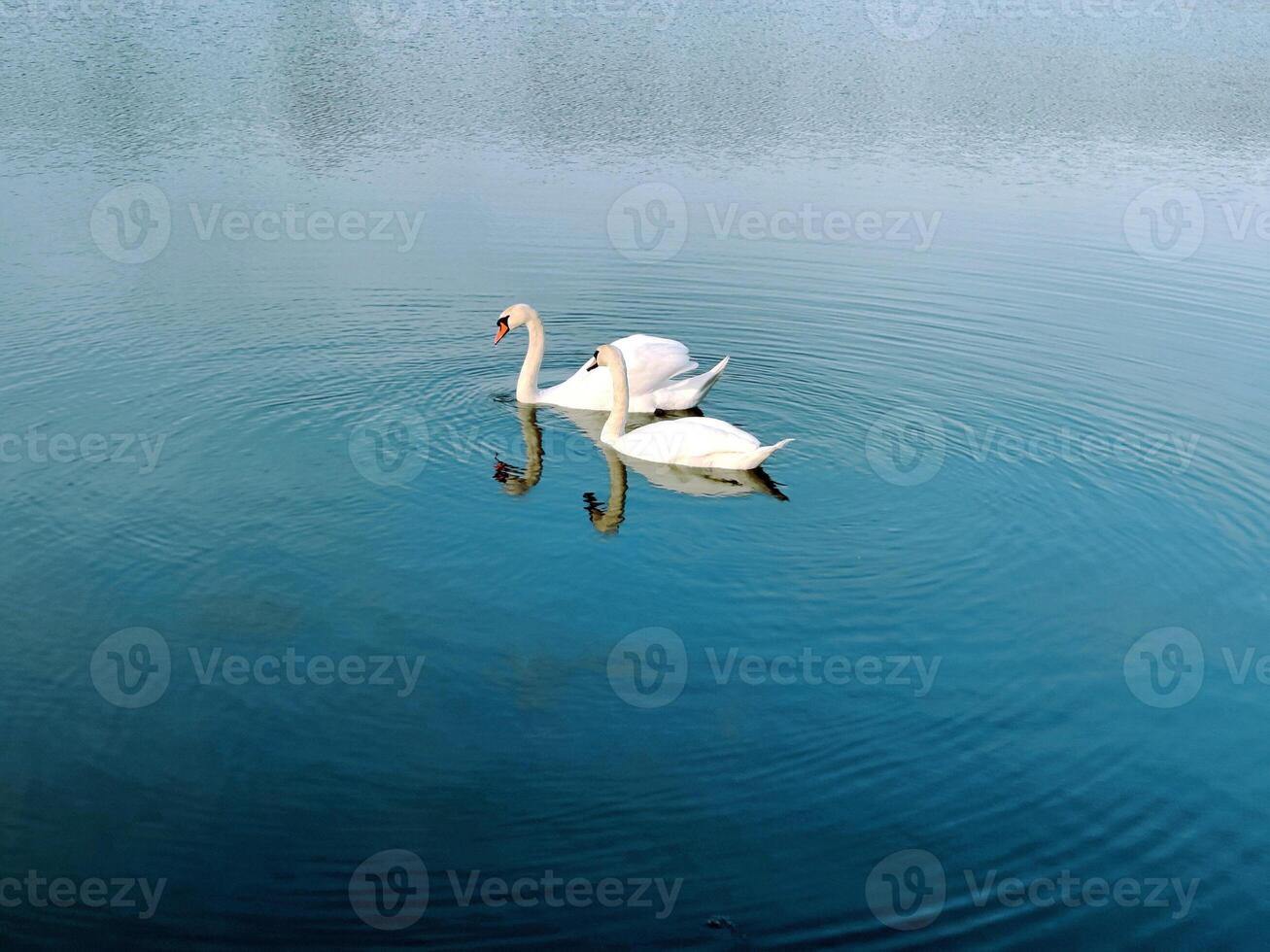 Couple swans on the lake photo