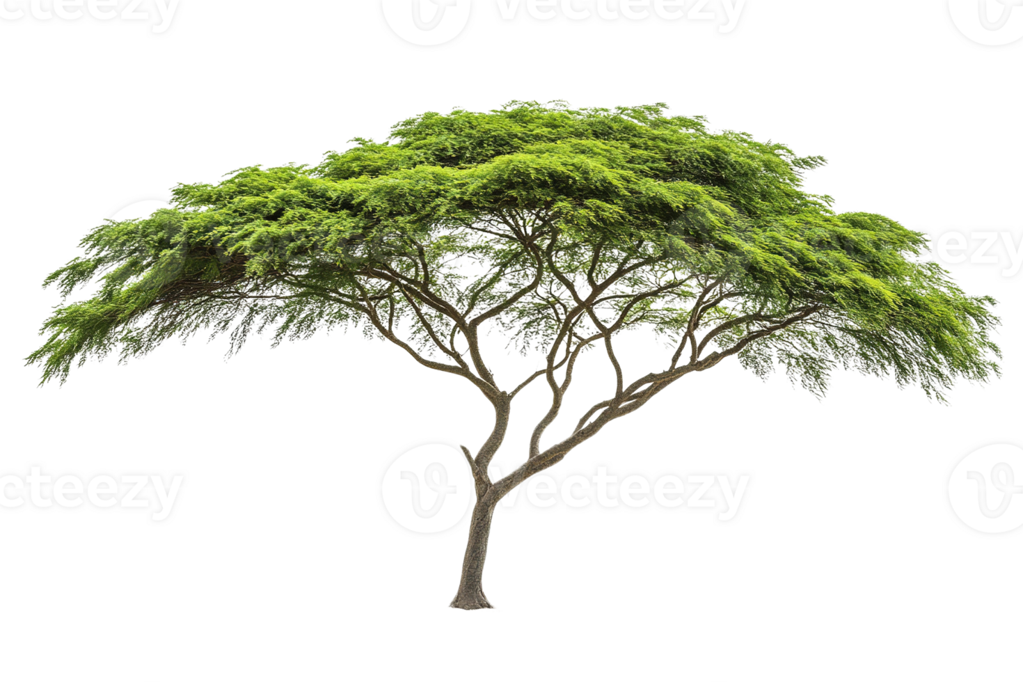 Isolated Acacia Tree with Wide Canopy png