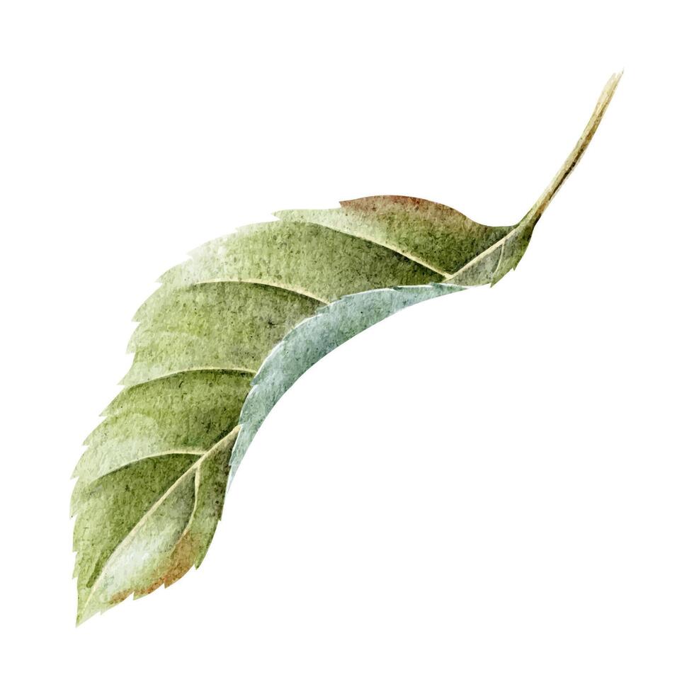 Watercolor Green leaf. Hand drawn isolated illustration. Botanical elements for Design Wedding Invitation, package, fabrics, cosmetic, textile, greeting cards vector