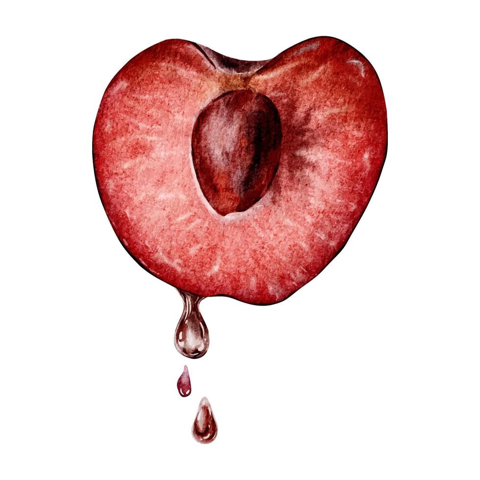 Slice of Sweet Cherry fruit with drops. Cross section of juicy cherry berry. Isolated hand drawn watercolor illustration for menu, packaging of goods, scrapbooking, cosmetic, textile, cards vector
