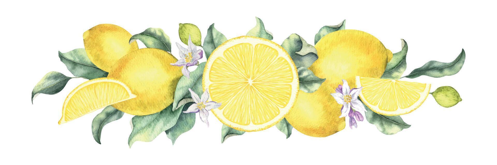 Lemon branches with fruits, slices, flowers and leaves. Isolated hand drawn watercolor illustration. Garland of Tropical citrus fruit. Banner for menu, package, cosmetic, textile, cards vector